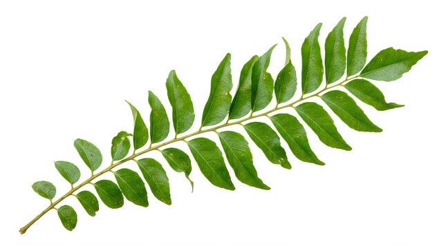 Fresh green curry leaves branch isolated on transparent background