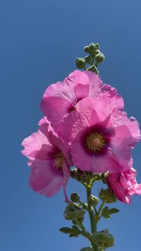 Beautiful Pink Hollyhock Flowers Blooming Against Clear Blue Sky - 4K Stock Footage. Vibrant pink hollyhock flowers (Alcea rosea) blooming against a clear blue sky in a beautiful summer garden. Cinema
