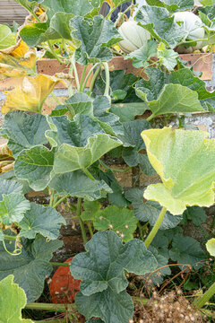 Melon et potimarron