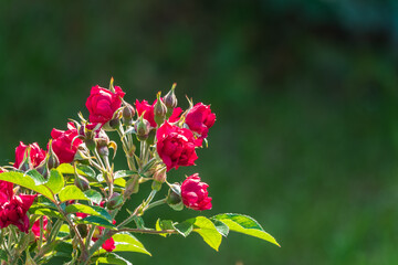 Obraz premium Beautiful red garden rose flower on a green blurred background