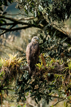 Hawk perched on a moss-covered tropical forest branch with bromeliads and dense green foliage