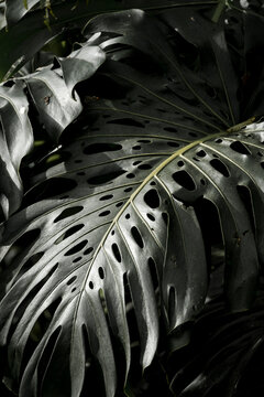 Close-up of glossy Monstera deliciosa leaves with dramatic low-key lighting, deep tropical shadows and rich green textures