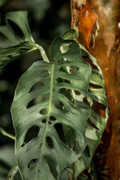 Close-up of fenestrated Monstera adansonii leaf climbing a mossy tree trunk in lush tropical rainforest with dramatic dappled light