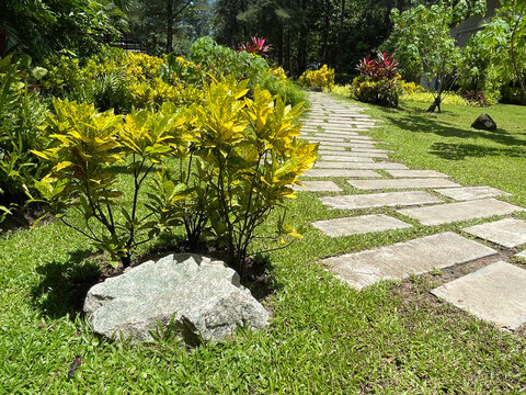 Tropical Garden Ideas : Create a low-maintenance paradise with a vibrant mix of colorful foliage. This layout features striking Ti Plant (Cordyline fruticosa), lucky Aglaonema, bold Elephant Ear (Aloc