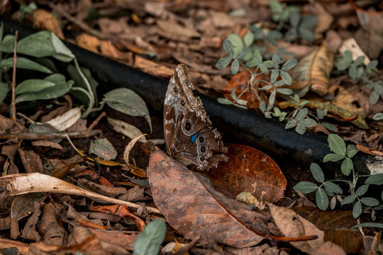 Brown butterfly with large eyespot resting on leaf litter on forest floor, close-up macro showing camouflage and earthy textures