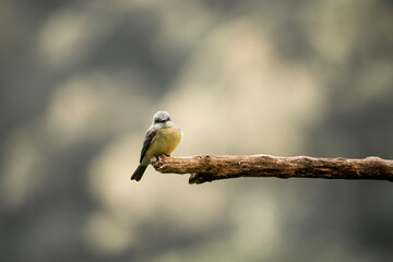 Close-up portrait of a blue tit perched on a slender branch with soft bokeh background, detailed plumage and natural light © PIC by Femke