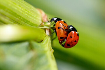 Fototapeta premium Two ladybugs cling to a green plant stem
