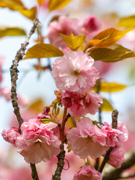 Pink sakura flowers on tree branches in the park