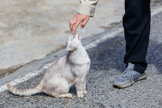 Soft cat meets outstretched hand on pavement
