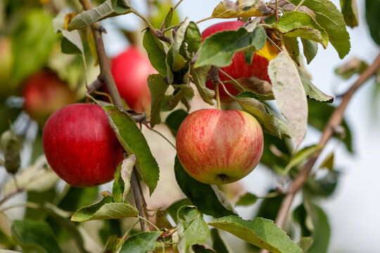 Close-up of apples growing on apple tree
