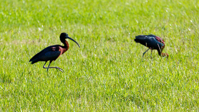 Two dark-colored wading birds in lush green field