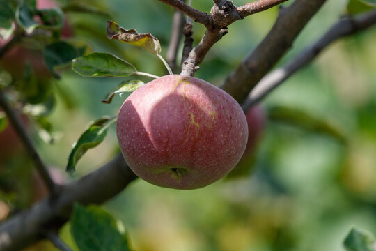 Apple on branch with green leaves, sunlit, orchard background