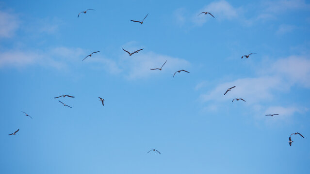 Birds soar across a bright blue sky