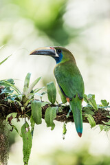 Obraz premium Emerald toucanet perched on a mossy branch with epiphytes in a tropical rainforest, close-up wildlife portrait with soft bokeh background