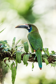 Emerald toucanet perched on a mossy branch with epiphytes in a tropical rainforest, close-up wildlife portrait with soft bokeh background