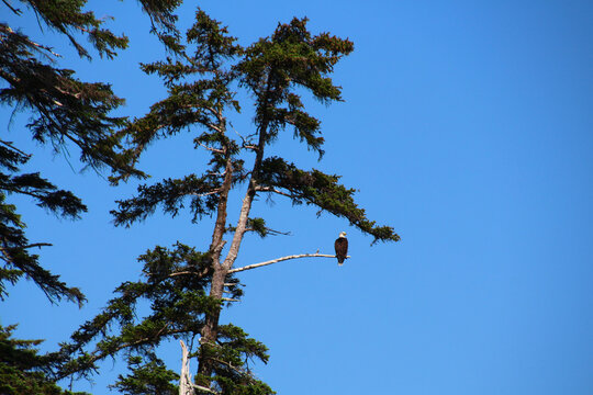 Bald eagle in a tree, Alaska, United States  