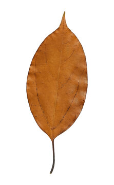 Dried leaf with long slender stem isolated on white background
