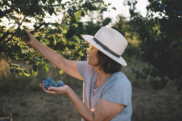 Fototapeta premium Picking plums in orchard