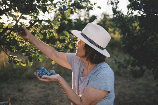 Picking plums in orchard
