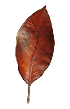 Dried magnolia leaf isolated on transparent background
