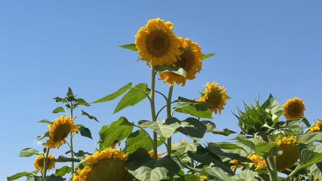 Low-angle, medium and close-up 4K shots of a vibrant yellow sunflower blooming under a bright blue summer sky, capturing rural nature and agricultural beauty.