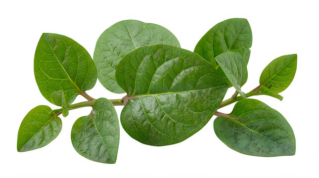 Fresh green malabar spinach leaves on a small stem isolated on transparent background