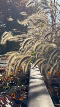 Dogbane and railroad tracks, autumn in Korea