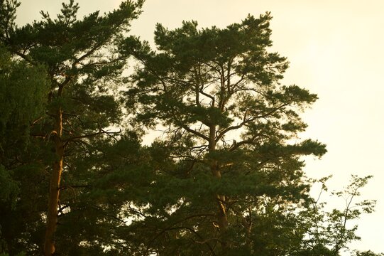 Sunset over the pine forest