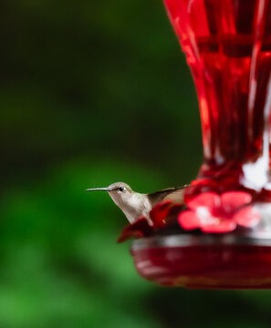 Small hummingbird perched on a red feeder with green background