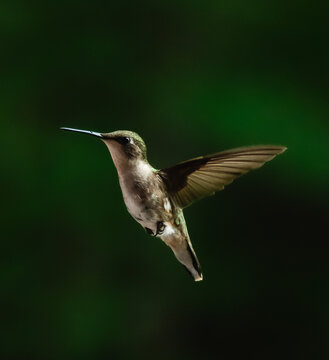 Close up of hummingbird hovering in mid air with wings spread