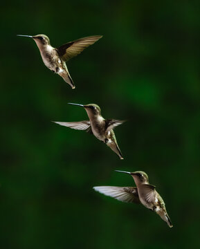 Three hummingbirds flying in a diagonal line on green background