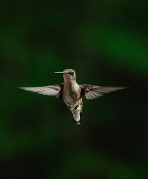 Hummingbird hovers in mid flight against dark green background