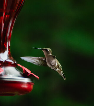 Small hummingbird hovers by a red nectar feeder