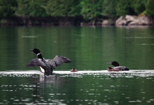 Loon flapping its wings with chicks and mate on lake in Ontario