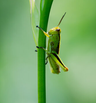 A small green grasshopper clings to a plant stem