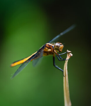Yellow skimmer dragonfly resting on a plant stem