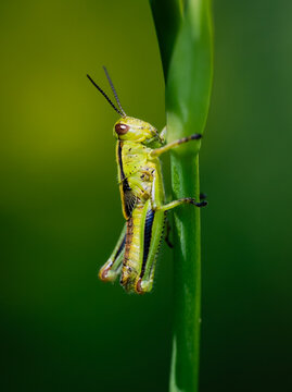 A bright green grasshopper clings to a plant stalk