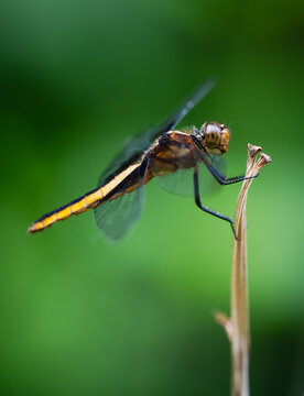 A dragonfly with wings blurred landing on a plant