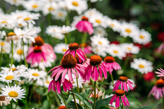 Pink coneflowers and white daisies in a garden