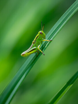 Small green grasshopper resting on a blade of grass