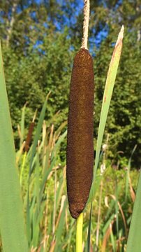 Close up view of a brown cattail plant gently swaying in the breeze during a sunny summer day, with a beautiful bokeh background of green foliage and a clear blue sky