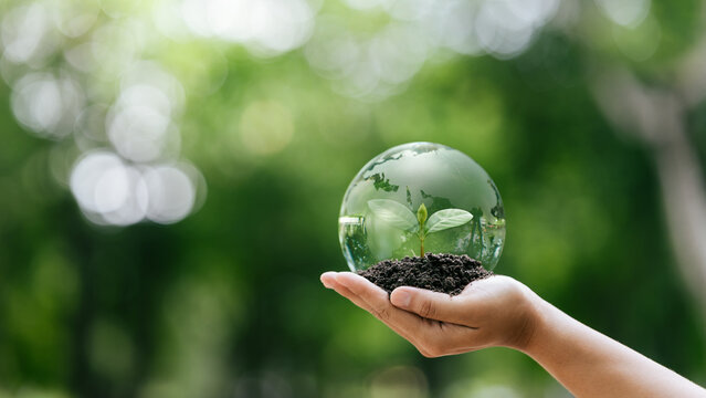 Hand holding glass globe ball with tree growing and green nature background for sustainable environment and earth day, ESG concept. plant tree for ecosystem restoration and environmental conservation