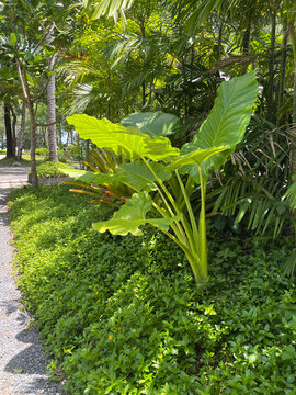 Tropical Garden Ideas : Create a low-maintenance paradise with a vibrant mix of colorful foliage.