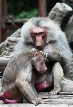 mother and baby baboon 