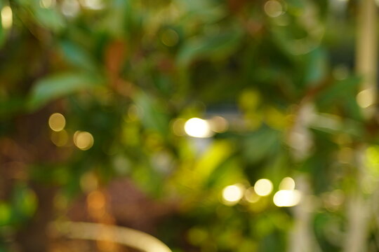 Beautiful blurred background with a defocused silhouettes of a garden bushes with bokeh effect. Natural blanks for the backdrop, wallpaper, screensaver