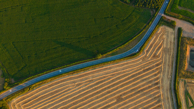 Top down aerial view of road splitting golden wheat fields and green farmland