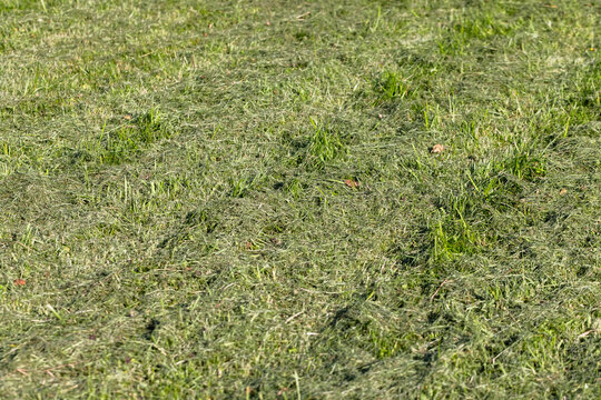 Freshly mowed green lawn with scattered grass clippings captured in bright sunlight; a closeup of short blades and natural texture that evokes summer yard maintenance, gardening, landscape backdrop