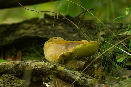 A large penny bun in the thick of the forest