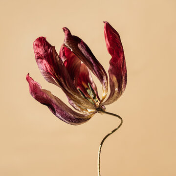 Single red maroon tulip bloom against warm cream backdrop