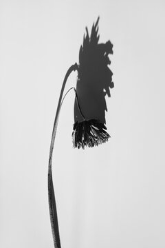 Delicate Gerbera Daisy Flower Head in Artistic Black and White with Shadows